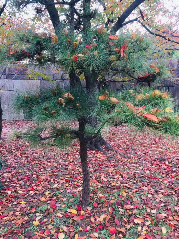 1627462714403793.jpg 20.jpg